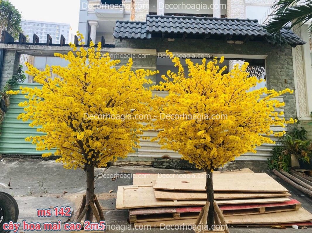 Cây hoa mai giả Cây hoa mai giả