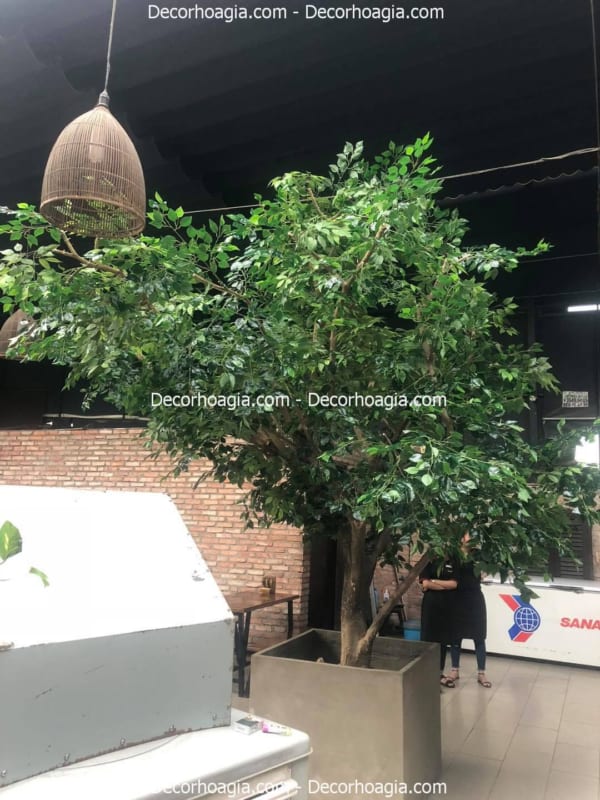 cây cổ thụ lá xanh giả hà nội