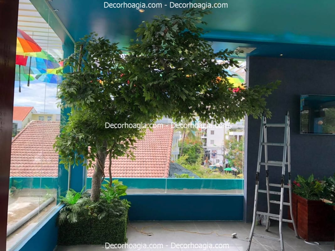 cây si giả tán lệch hà nội cây si giả tán lệch hà nội