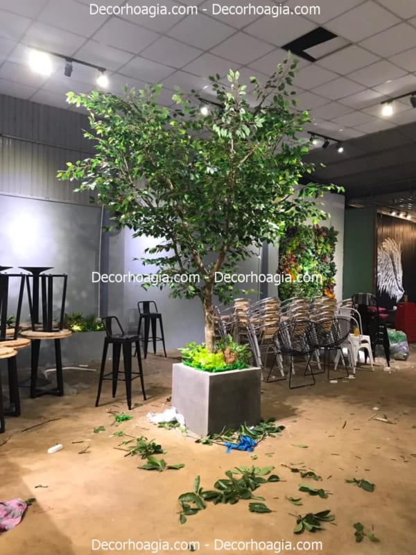 chậu si giả cao 2m5