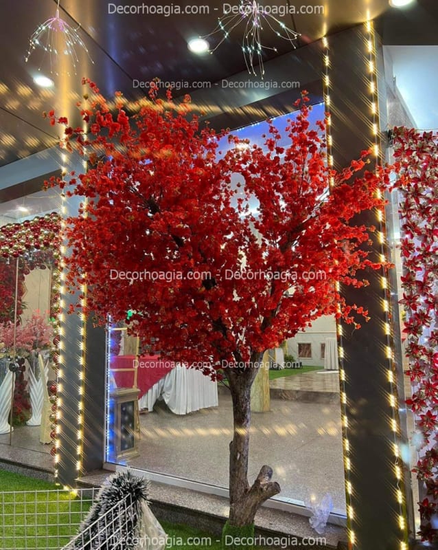 cây hoa anh đào hoa đỏ giả long an