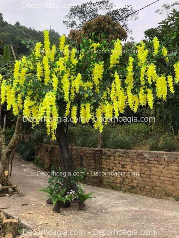 cây hoa tử đằng giả hóc môn
