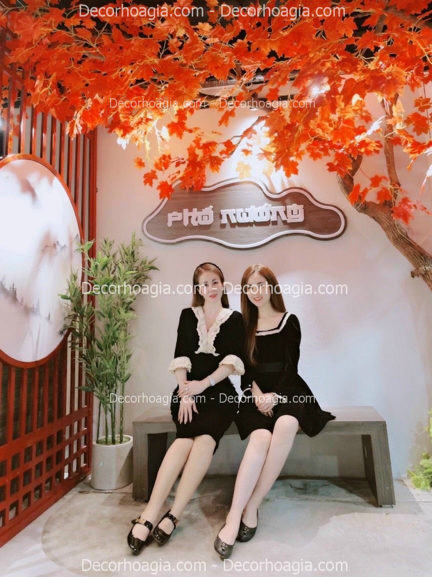 cay-phong-gia-cho-thue