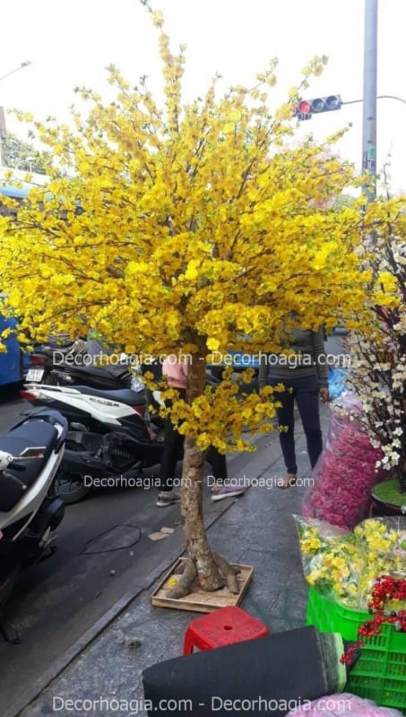 cho thuê cây hoa mai vàng giả hcm