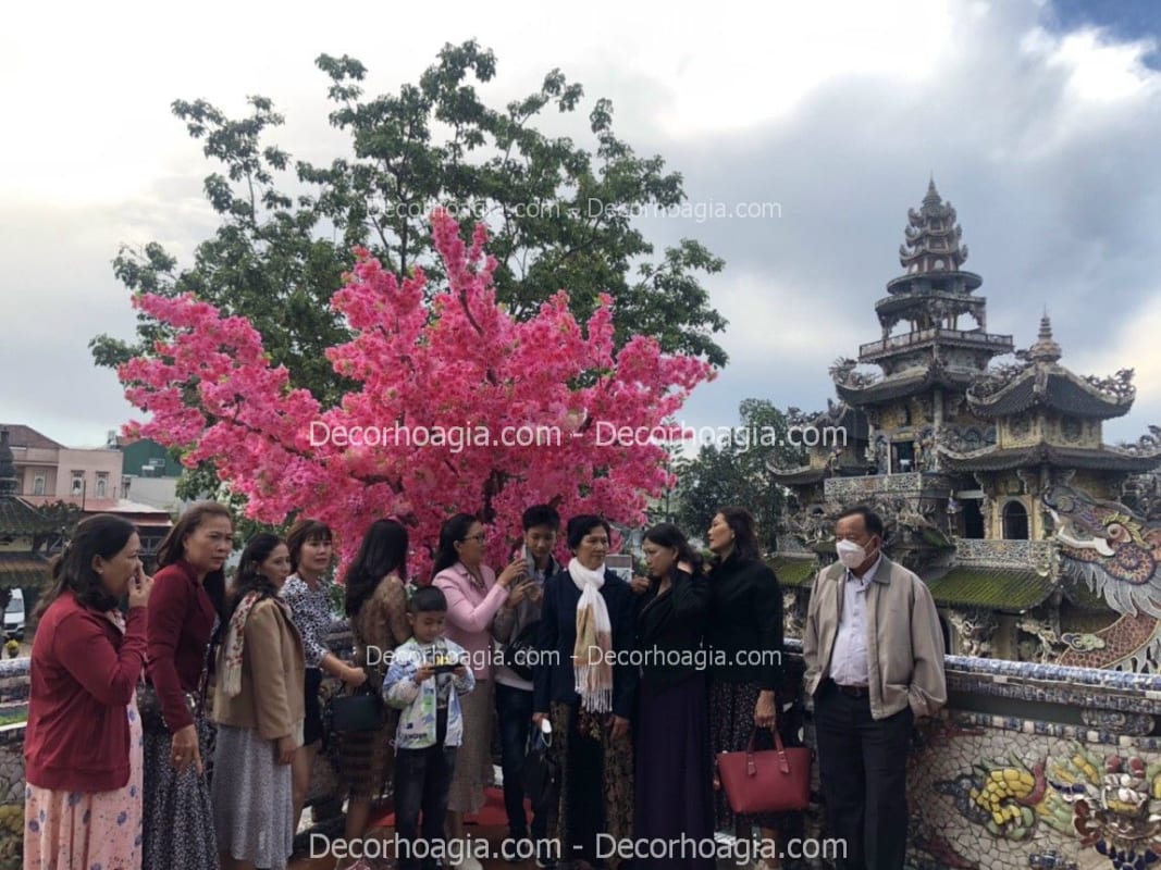 cây hoa anh đào giả hoa chùm tại nha trang