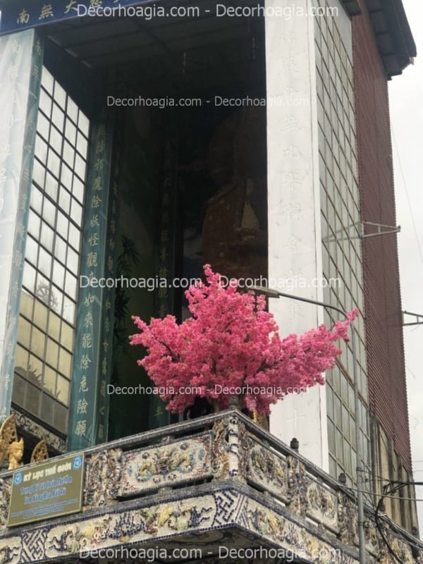 cây hoa anh đào giả hoa chùm tại nha trang