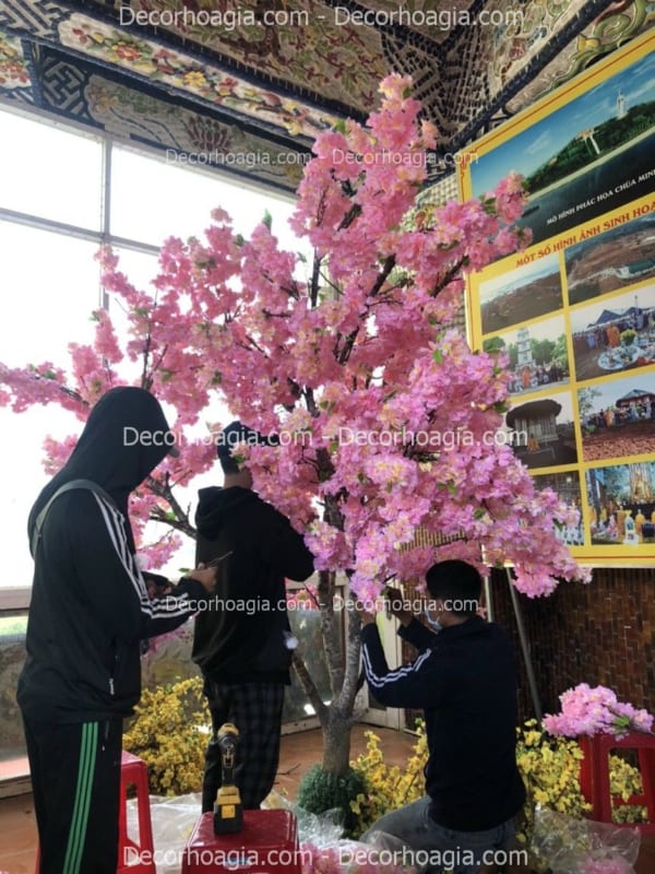 cây hoa anh đào giả hoa chùm tại nha trang