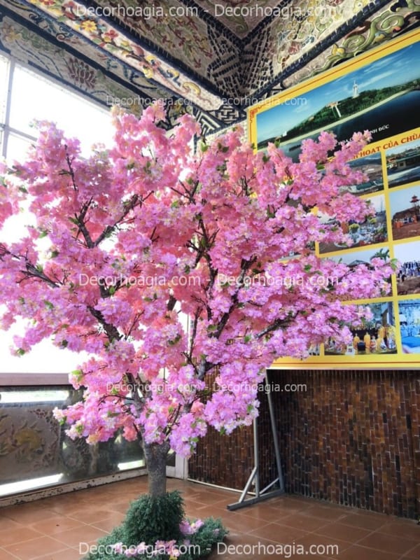 cây hoa anh đào giả hoa chùm tại nha trang