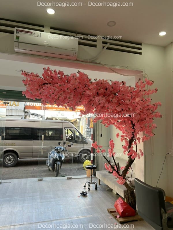 cây hoa anh đào giả tán lệch