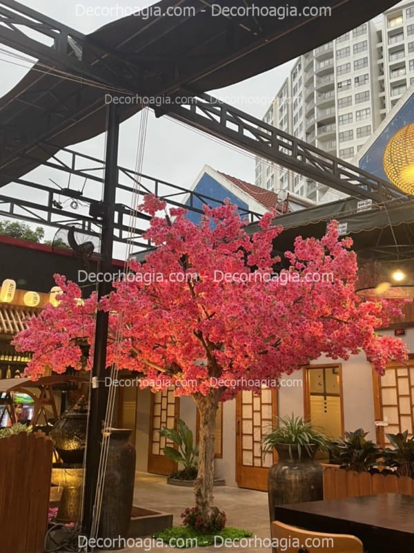 cây hoa anh đào giả tán tự nhiên