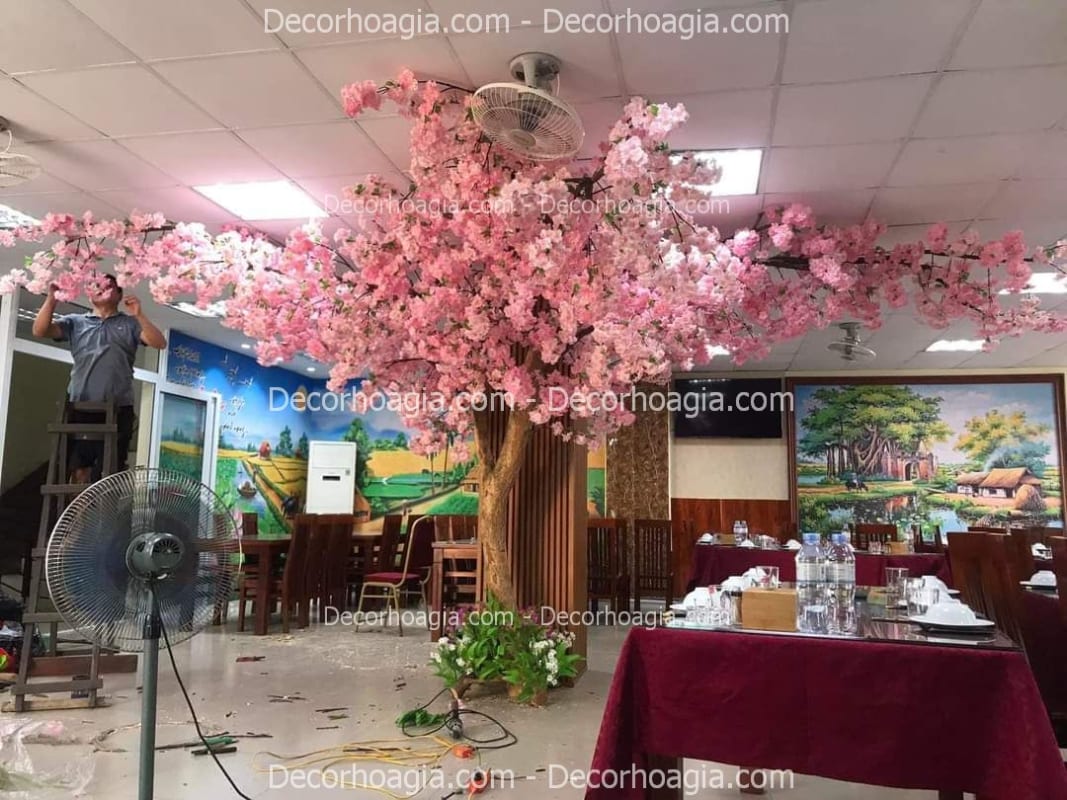 Cây hoa anh đào giả tán rộng