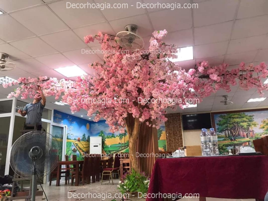 Cây hoa anh đào giả tán rộng