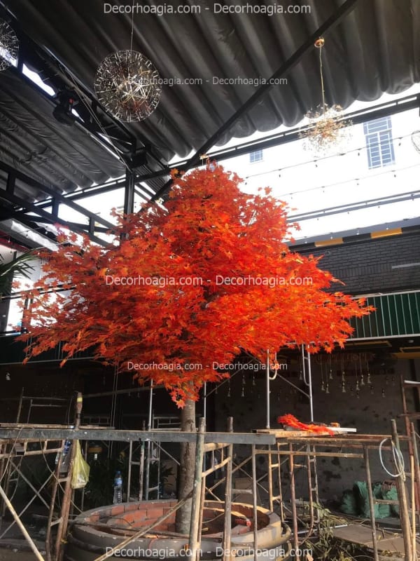 Cây lá đỏ giả Hà Nội