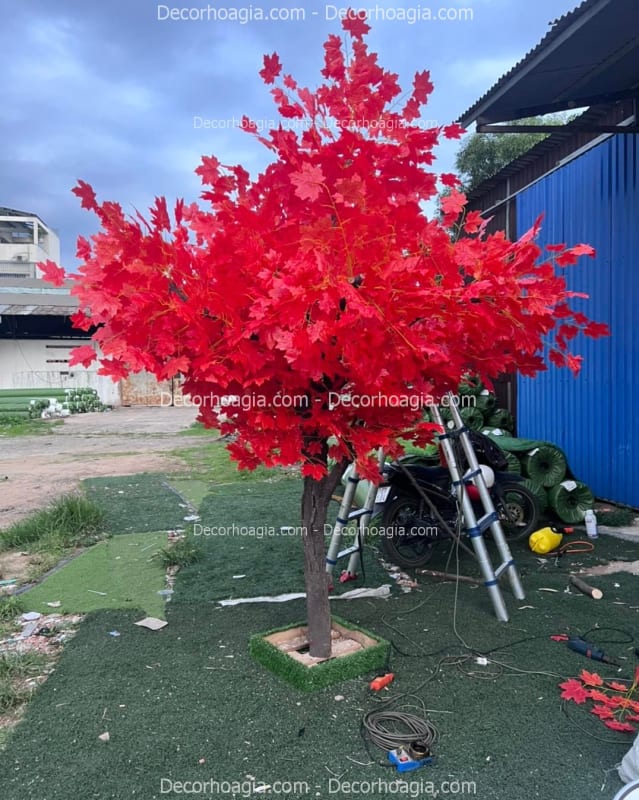 Cây Phong Giả Quận 5 TPHCM