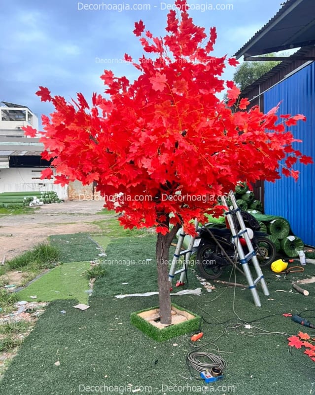 Cây Phong Giả Quận 5 TPHCM