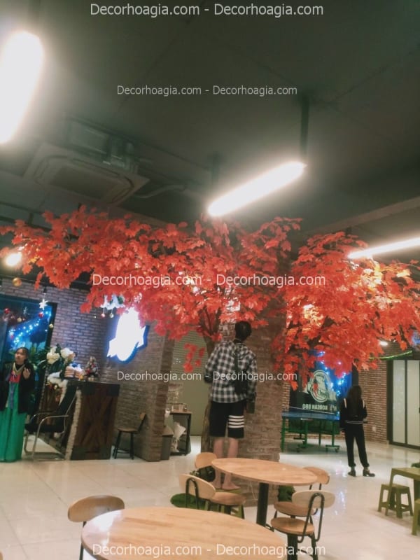 Cây phong giả tán rộng