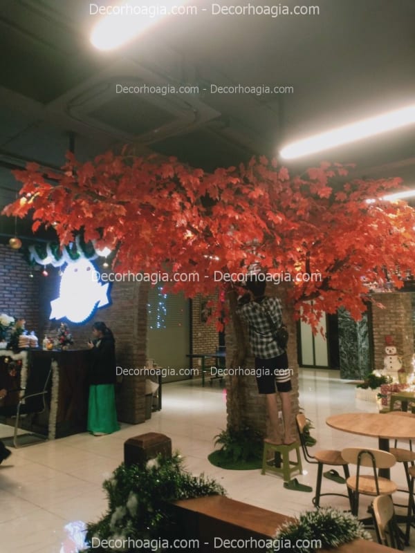 Cây phong giả tán rộng