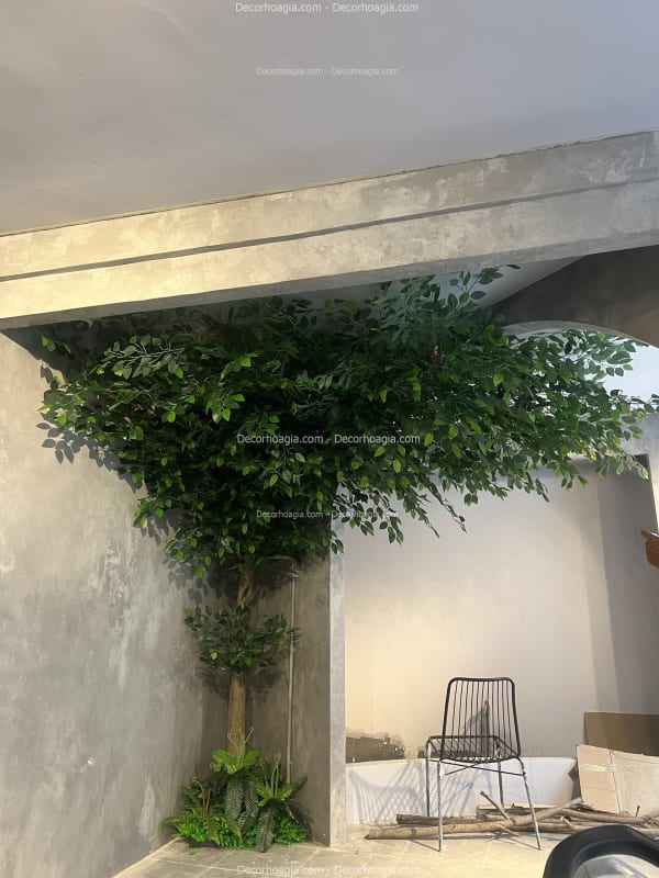 Cây si giả góc tường nhà